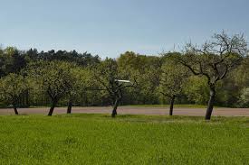 Seit menschengedenken gibt es für alles und jedes götter und göttinnen. The Analogy Between Bulbs And Buds At Botanischer Volkspark Blankenfelde Pankow Art Viewer