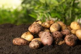 Bei den mittelspäten sorten, die ab mitte august geerntet werden, dauert es schon. á… Kartoffeln Ernten Die Besten Tipps Zum Ernten Lagern 2021