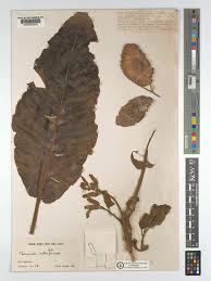 Image result for Terminalia mollis