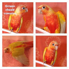 Yellow Bird With Red Cheeks Greencheekconure Com Pionus Conure African Grey