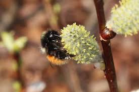 Image result for Bombus lapponicus