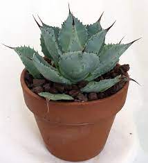 We did not find results for: Tequila Blue Agave Cactus Agave Plant Easy To Grow