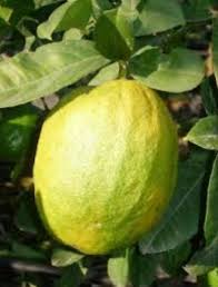 Pin On Frutas