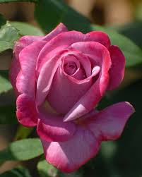 Pin By Ruth Mary Hansen On Roses In 2020 Rose Flower Wallpaper Beautiful Flowers Flower Tower