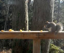 This quick guide aims to answer the most common questions about feeding squirrels, including making sure they are eating the proper food according to their nutritional. Gold On Monday Spirit Cloth