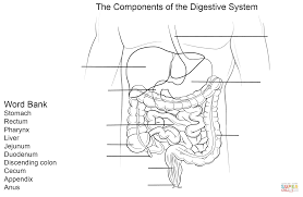 Digestive System Worksheet Super Coloring Digestive System Worksheet Human Digestive System Digestive System