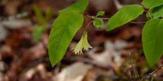 Image result for Honeysuckle 1973 Austin