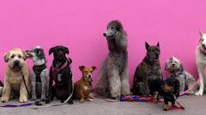 Maybe you would like to learn more about one of these? Pets Iag Cargo