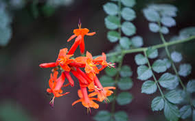 Maybe you would like to learn more about one of these? Plants Amwua