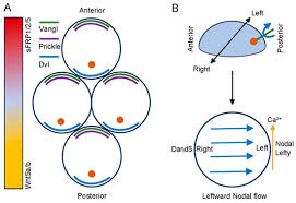 Canonical and Non-Canonical Wnt Signaling Generates Molecular and Cellular  Asymmetries to Establish Embryonic Axes