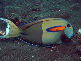 Orangeband Surgeonfish Acanthurus Olivaceus Marine Fish Ocean Animals Ocean Creatures