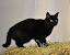 Male Black British Shorthair