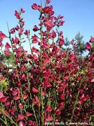 Cytisus Boskoop Ruby Havlis Cz Flowering Shrubs North Facing Garden Garden Shrubs