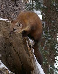 American Marten Martes Americana Photo By Tim Gage American Marten Martin Animal Animals
