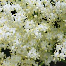 Caelifer ( feminine caelifera, neuter caeliferum ); Caeliger Playmoss