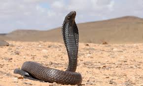 Image result for Najas horrida