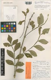 Image result for Psilotrichum sericeum