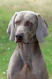 Portrait Of Weimaraner Short Haired Dog Weimaraner Short Haired Dogs I Love Dogs