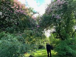 Maurice retired from nabisco in 1986, and became an avid gardener. Doddington Place Gardens Legendary Plantsman Maurice Foster Faversham Sittingbourne Kent