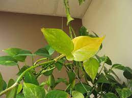 🌿 sharing the plant love 🌿 💌 : What To Do If Pothos Leaves Turning Yellow Gardeners Guide