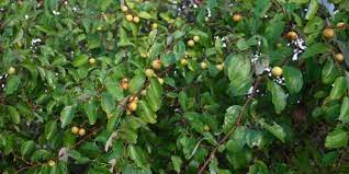 Pagar standar terbuat dari rangka besi hollow, umumnya berwarna hitam atau putih. 5 Tanaman Yang Dipercaya Sebagai Pengusir Gangguan Gaib Popmama Com