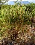 Image result for Croton steenkampianus