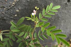 Image result for Indigofera vicioides
