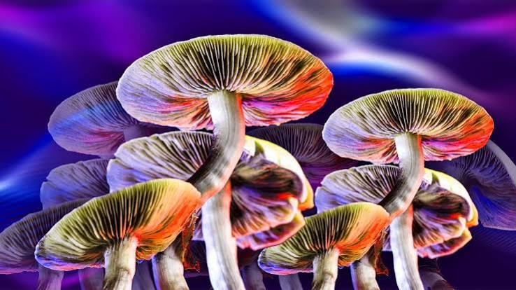 6g Mushrooms › 🍄 GOLDEN TEACHER