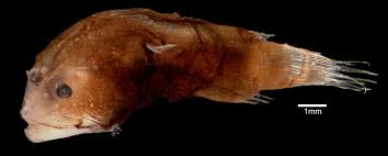 Image result for Micractis