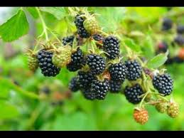 Blackberry fruits are red before the difference between blackberry and raspberry is that the stem of the fruit known as the 'torus'. How To Grow Blackberries Complete Growing Guide Youtube