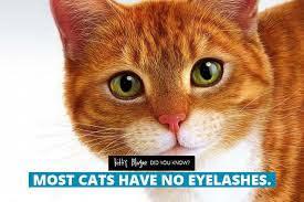 As the book points out, many of the symptoms of aspergers such as a demand for sameness, aversion to eye contact, attachment to unusual objects and. Fact Most Cats Have No Eyelashes Kitty Bloger