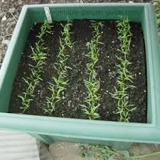 Matures 30 to 40 days. Growing Carrots In Plant Containers Makes For Easy Cultivation