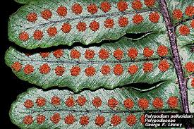 Image result for Polypodiaceae