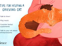 It is your duty to take care of them. Helping Cats Cope With Loss Of Other Pets