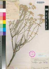 Image result for Helichrysum zeyheri