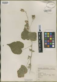 Image result for Abutilon englerianum