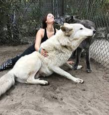 You Wouldn T Always Guess It But Wolves Are Very Large In 2020 Cute Animals Wolf Hybrid Dogs Hybrid Dogs That is a big flaw as is the lengthy interrogations and the overall length of the film.