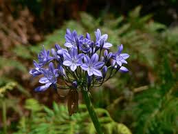Image result for Agapanthus campanulatus