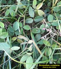 Image result for Desmodium scorpiurus