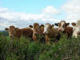 Raising Beef Cattle For Profit On A Small Farm Cattle Beef Cattle Cow Calf