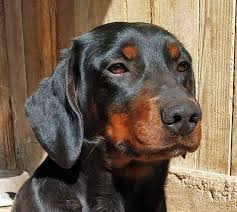 Image result for slovenský kopov