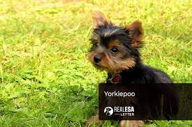 Check spelling or type a new query. Yorkie Poo Complete Breed Analysis Price Care Cost