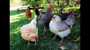 Ghar Ki Murgi Daal Barabar Youtube Information provided about murgi ( murgi ):