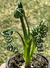 Image result for Albuca