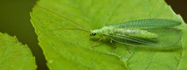 Pets, indoors and outdoors using an active ingredient of cedar. Small Green Flying Bugs Lacewing Fly Facts Clear Wings