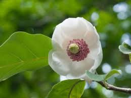 Stay awhile is easy to access from the airport. Tips Information About Magnolia Gardening Know How