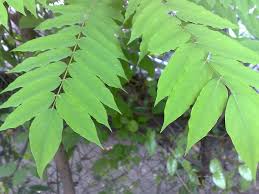 Image result for Phyllanthus acidus