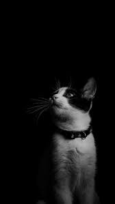 Join facebook to connect with kucing black and others you may know. Tapete Kucing Hitam Katze Schnurrhaare Schwarz Weiss Schwarz Und Weiss Felidae Kleine Bis Mittelgrosse Katzen Schnauze Einfarbig 2058202 Wallpaperkiss