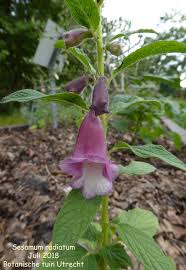 Image result for Sesamum radiatum