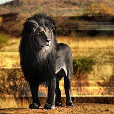 Rare Black Lion Rare Black Lion Animal Melanistic Animals Animals Animals Wild